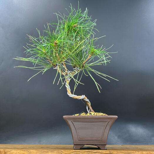 Бонсай Сосна 40 см, 12 лет