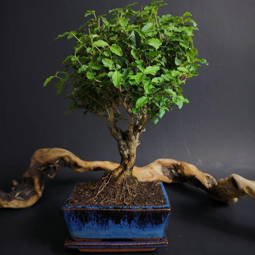 Лигуструм - дерево мудрости, бонсай, в керамическом кашпо с поддоном