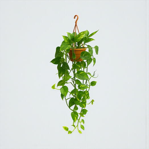 Epipremnum Aureum подвесной