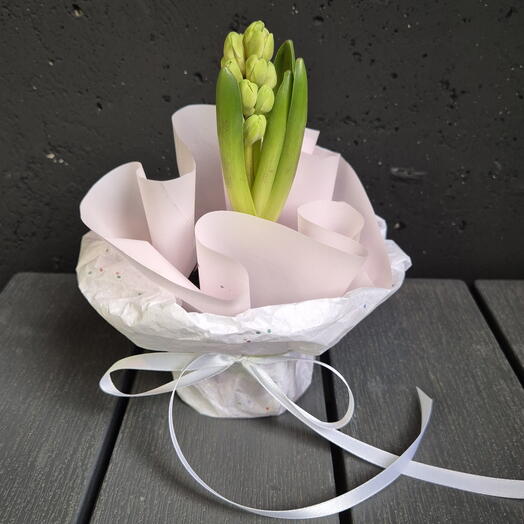 Гиацинт в горшке необычный подарок маме