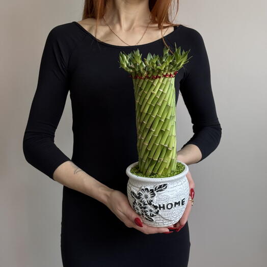 Бамбук к керамическом кашпо