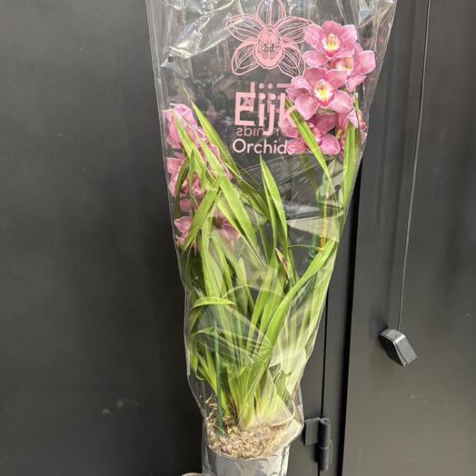 Цимбидиум розовый в горшке