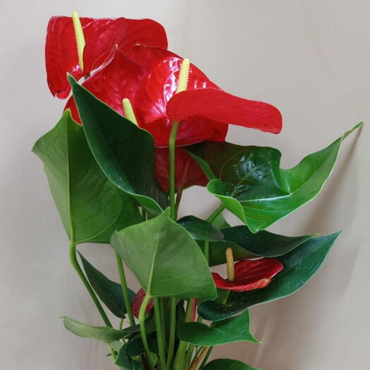 Антуриум (Цветок в горшке)