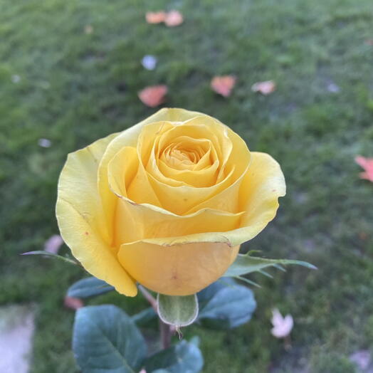 Yellow ecuadorian rose 1