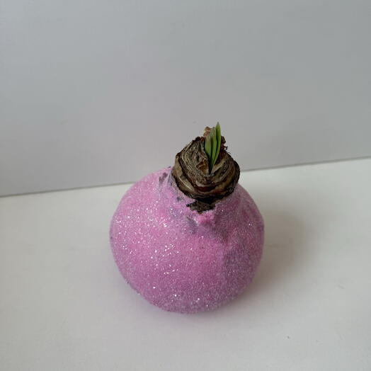 Cebula amarylisu w rożowym wosku