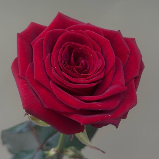 Роза Red Naomi 80см