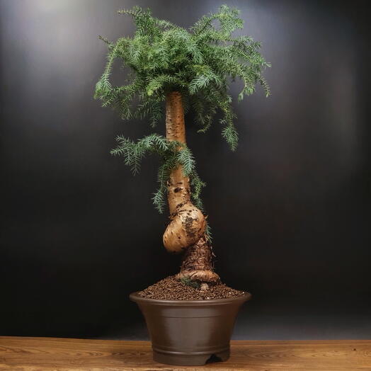 Бонсай Араукария хвойный, 76см, 26 лет