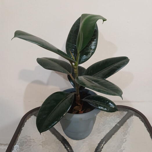 Фикус Абиджан