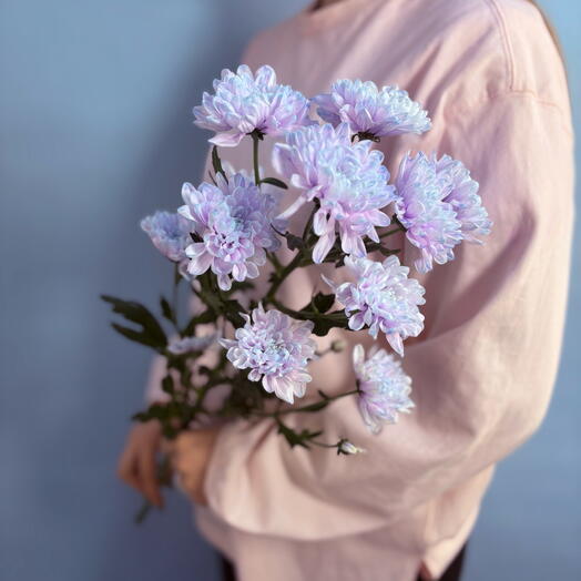 Хризантема кустовая сиреневая