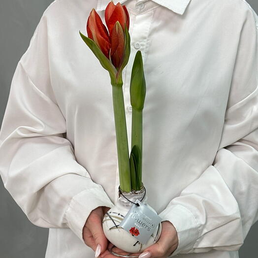 Амариллис в белом воске, цветущий