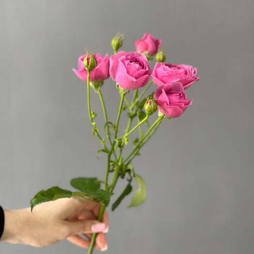 Кустовая Роза