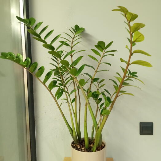 Замиакулькас