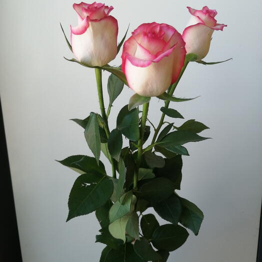 3 бело-розовые розы с лентой