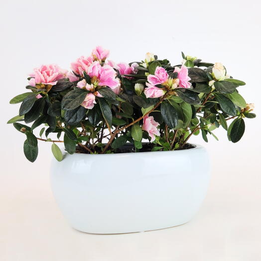 Азалия набор VIP-2 Цветочный Шок