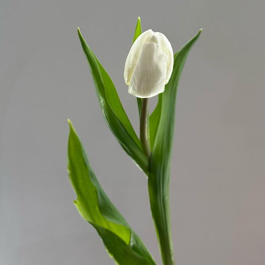 Белый тюльпан