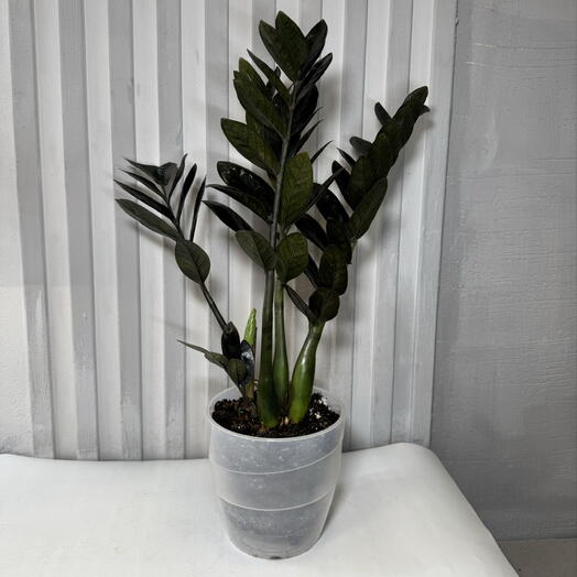 Замиокулькас равен черный 3