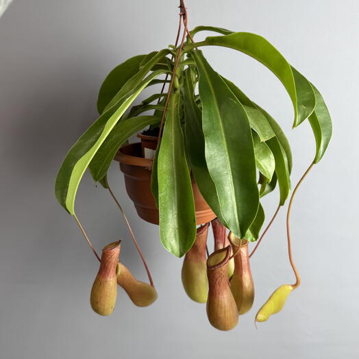 Непентес - хищное растение ☘️