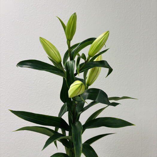 Лилия белая