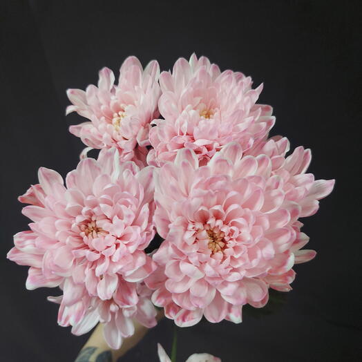 Хризантема кустовая розовая