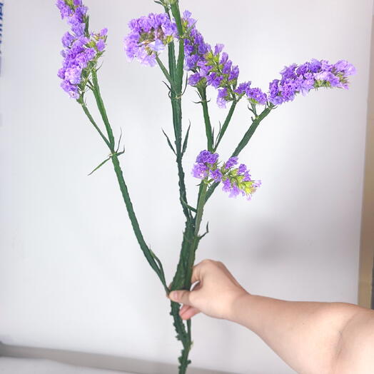 Статица