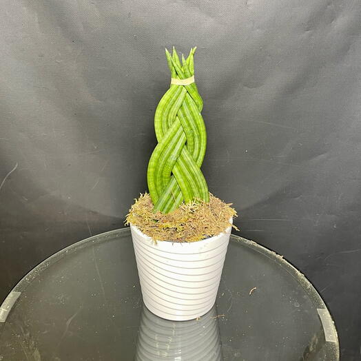 Сансевиерия цилиндрика заплетенная косичка