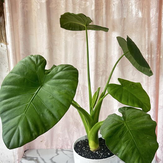 Алоказия «Макрорриза» (Alocasia macrorrhiza)