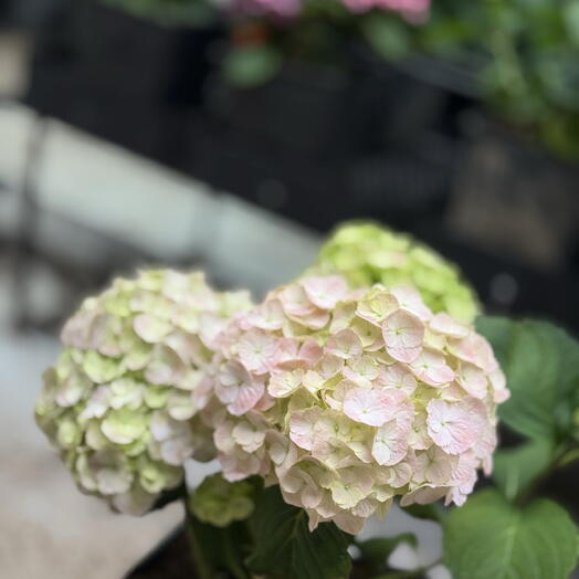 Грамотно и естественно будет так:

Гортензия в горшке🌸