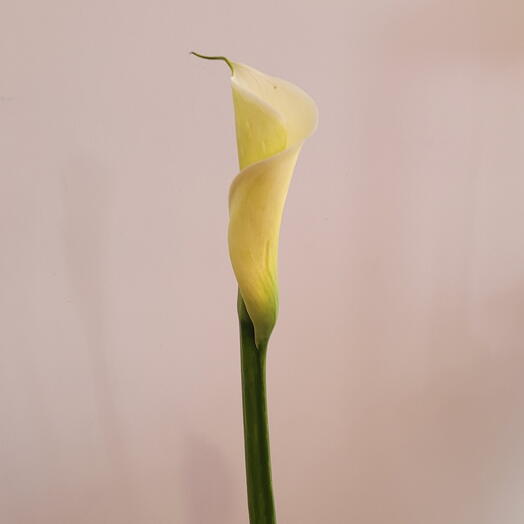 Калла Белая
