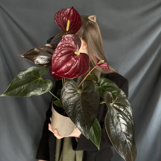 Комнатное растение Антуриум деликате