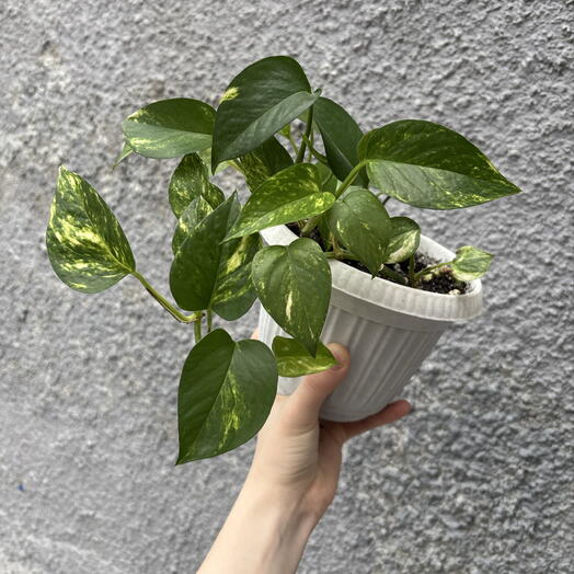 Комнатное растение «Эпипренум золотистый»