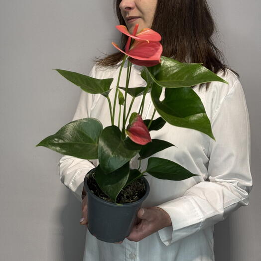 Anthurium