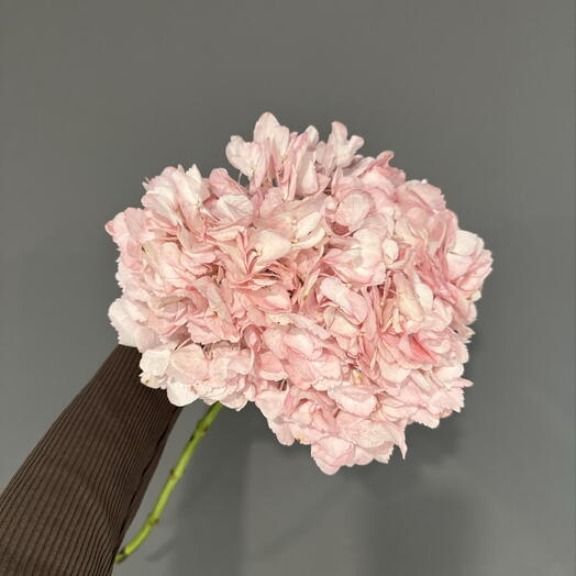 Гортензия 🌸