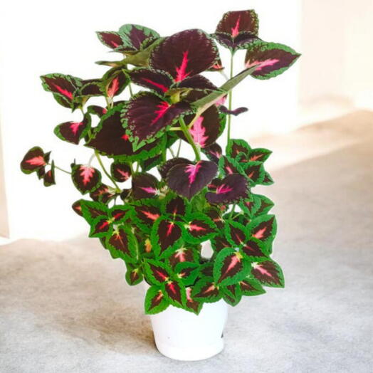 Coleus