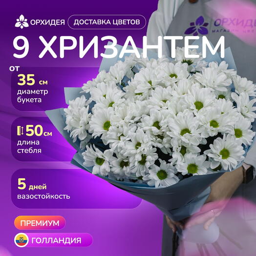 9 Хризантем бакарди белая