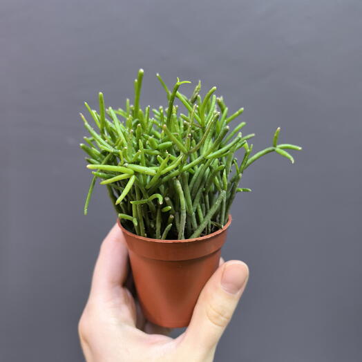 Rhipsalis (Рипсалис)