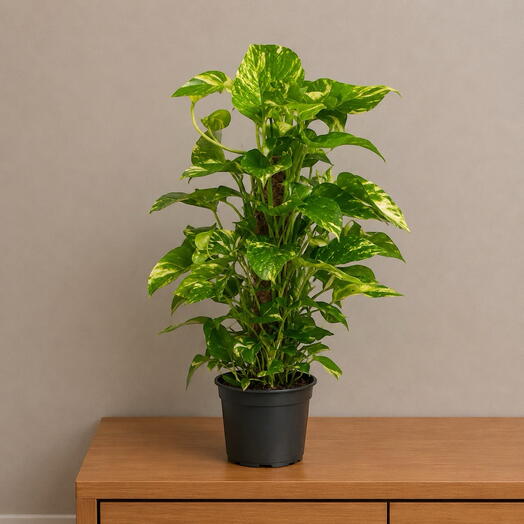 Epipremnum aureum
