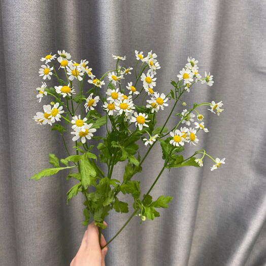 Матрекария 🌼 Танацетум
