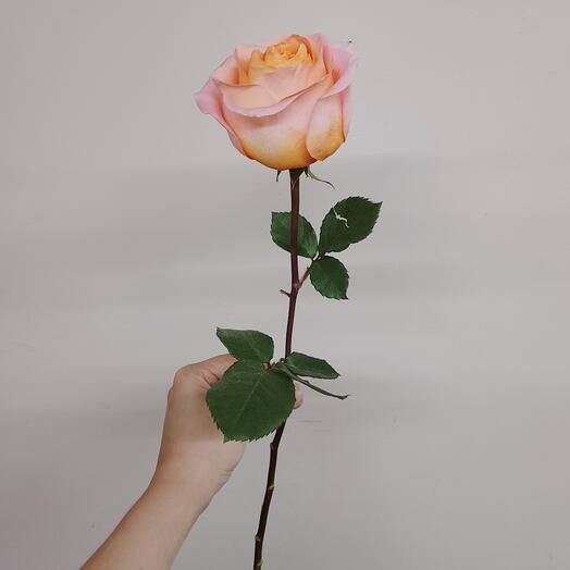 Корал Риф