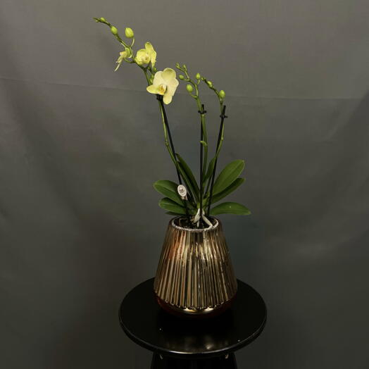 Орхидея фаленопсис в стеклянной вазе