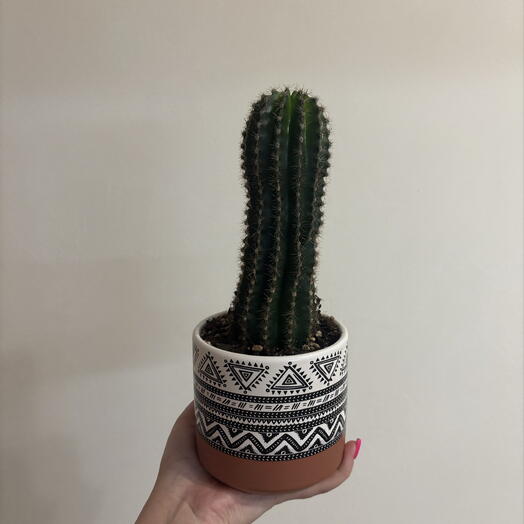 Эхинопсис острогранный (Echinopsis oxygona) — суккулентное растение