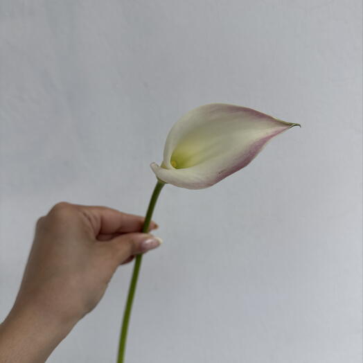 Калла розовая