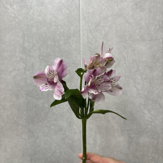 Альстромерия🌸