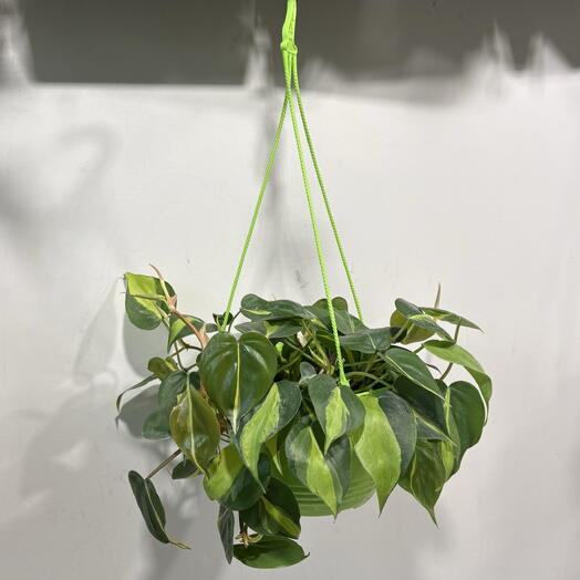 Филодендрон Бразил (Philodendron hederaceum Brasil ) в пластиковом пкашпоодвесном
