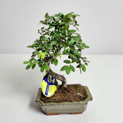 Бонсай s-образный, Вяз Дзельква, Зелькова Японская (Zelkova), в керамическом кашпо