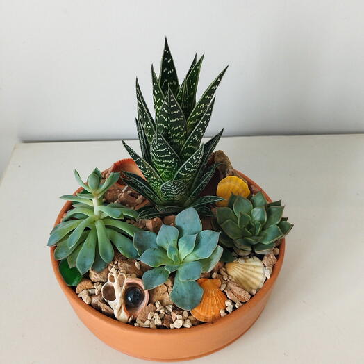 Composition with aloe Tiki-taki