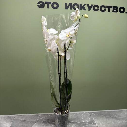 Орхидея Белая Премиум