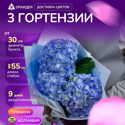 3 голубые Гортензии