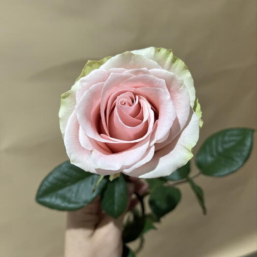 Роза розовый 💖