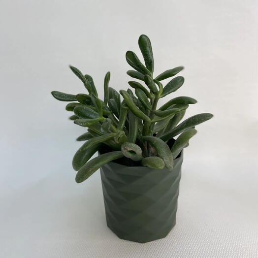 Крассула Овата Голлум /Crassula ovata Gollum