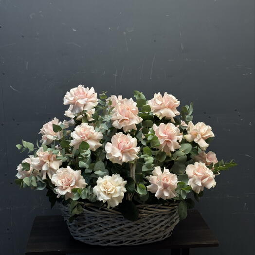 Французские розы 🌹